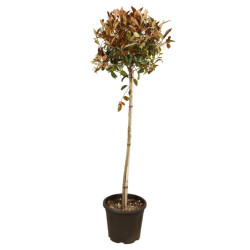 Photinia Red Robin - Photinia xfraseri Red Robin Boule - 130cm Pot 25L