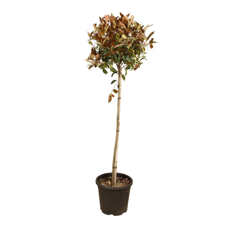 Photinia Red Robin - Photinia xfraseri Red Robin Boule - 130cm Pot 25L
