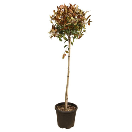 Photinia Red Robin - Photinia xfraseri Red Robin Boule - 130cm Pot 25L