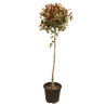 Photinia Red Robin - Photinia xfraseri Red Robin Boule - 130cm Pot 25L