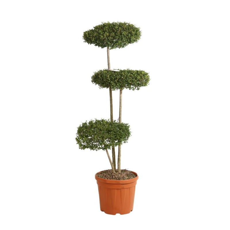 Troène de Delavay - Ligustrum jonandrum Plateaux 130/150cm Pot 25L