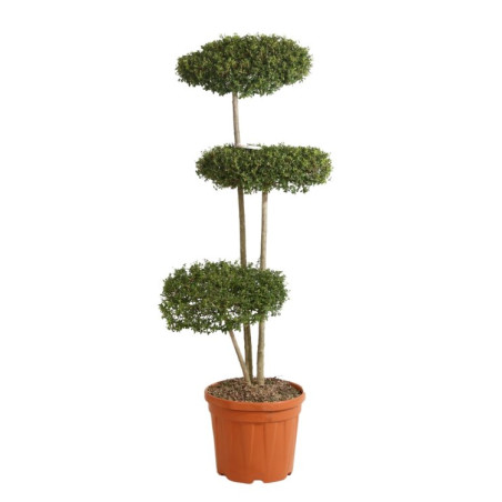 Troène de Delavay - Ligustrum jonandrum Plateaux 130/150cm Pot 25L