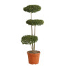 Troène de Delavay - Ligustrum jonandrum Plateaux 130/150cm Pot 25L