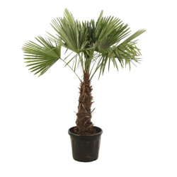 Palmier chanvre - Trachycarpus fortunei 130/150cm Pot 20L