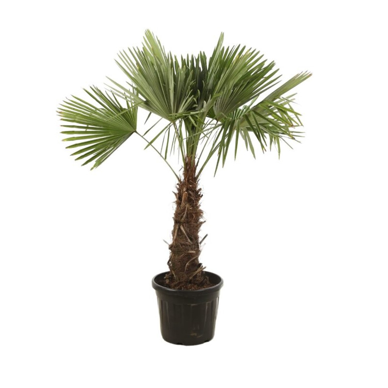 Palmier chanvre - Trachycarpus fortunei 130/150cm Pot 20L