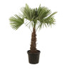 Palmier chanvre - Trachycarpus fortunei 130/150cm Pot 20L