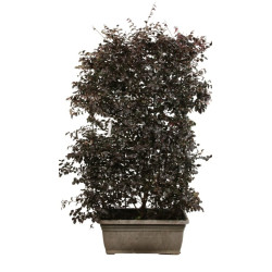 Loropétale de Chine Black Pearl - Loropetalum chinense Black Pearl Espalier 140x80cm - Haie en bac 80cm