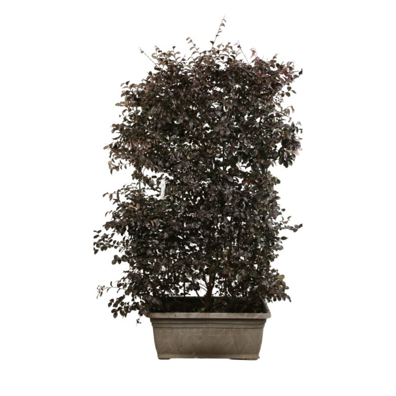 Loropétale de Chine Black Pearl - Loropetalum chinense Black Pearl Espalier 140x80cm - Haie en bac 80cm