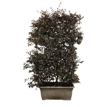 Loropétale de Chine Black Pearl - Loropetalum chinense Black Pearl Espalier 140x80cm - Haie en bac 80cm