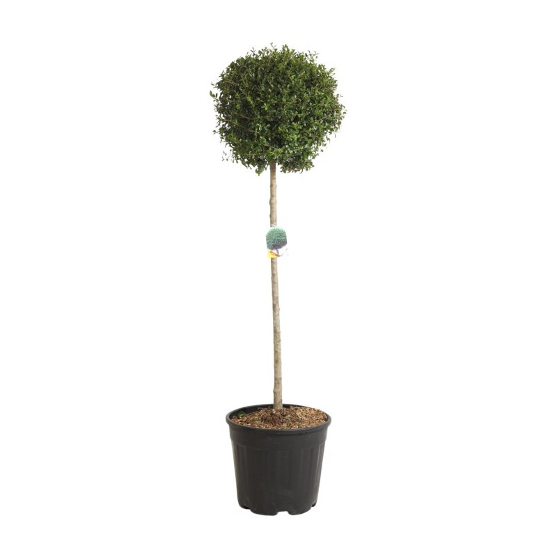 Troène de Delavay - Ligustrum jonandrum Boule 140/160cm Pot 25L