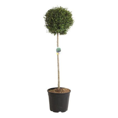 Troène de Delavay - Ligustrum jonandrum Boule 140/160cm Pot 25L