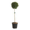 Troène de Delavay - Ligustrum jonandrum Boule 140/160cm Pot 25L