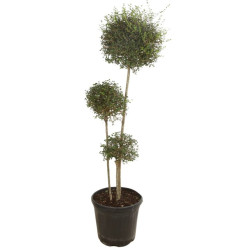 Troène de Delavay - Ligustrum jonandrum 3 boules 140/160cm Pot 30L