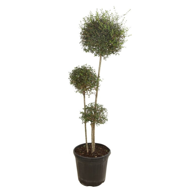 Troène de Delavay - Ligustrum jonandrum 3 boules 140/160cm Pot 30L