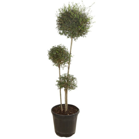 Troène de Delavay - Ligustrum jonandrum 3 boules 140/160cm Pot 30L