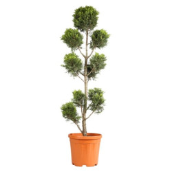 Cyprès de Leyland Gold Rider - Cupressocyparis leylandii Gold Rider Pompom 140/160cm Pot 18L - Topiaire à boules
