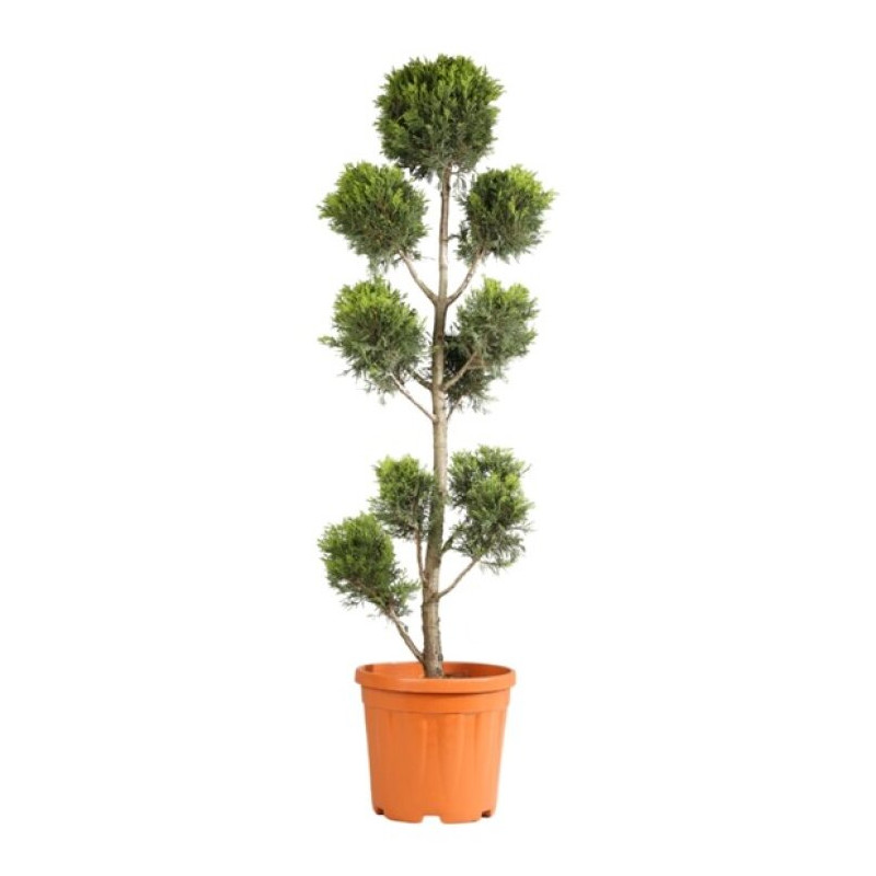 Cyprès de Leyland Gold Rider - Cupressocyparis leylandii Gold Rider Pompom 140/160cm Pot 18L - Topiaire à boules