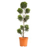 Cyprès de Leyland Gold Rider - Cupressocyparis leylandii Gold Rider Pompom 140/160cm Pot 18L - Topiaire à boules