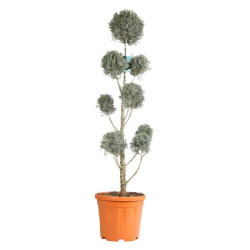 Cyprès de l’Arizona Fastigiata - Cupressus arizonica Fastigiata Pompom 140/160cm Pot 18L