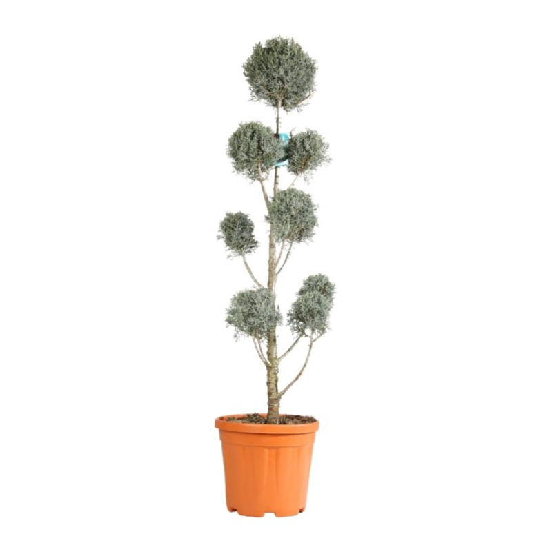 Cyprès de l’Arizona Fastigiata - Cupressus arizonica Fastigiata Pompom 140/160cm Pot 18L