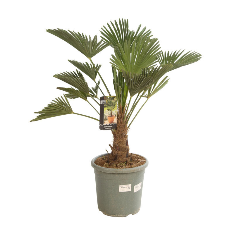 Palmier de Wagner - Trachycarpus wagnerianus 140/160cm Pot 15L
