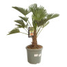 Palmier de Wagner - Trachycarpus wagnerianus 140/160cm Pot 15L