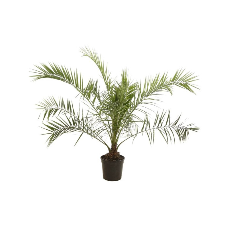 Palmier des Canaries - Phoenix canariensis 140/160cm Pot 15L