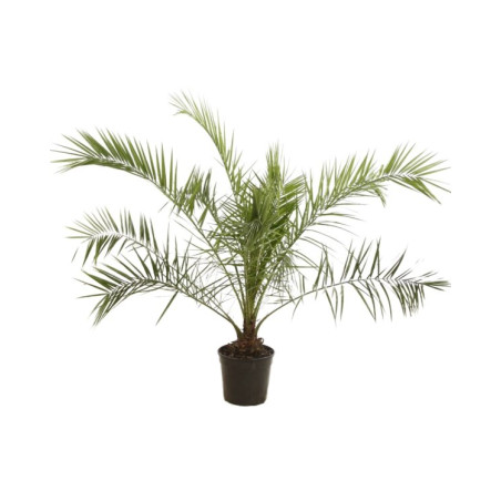 Palmier des Canaries - Phoenix canariensis 140/160cm Pot 15L