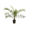 Palmier des Canaries - Phoenix canariensis 140/160cm Pot 15L