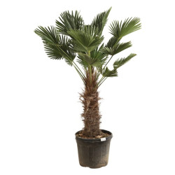 Palmier de Wagner - Trachycarpus wagnerianus 80cm Pot 55L