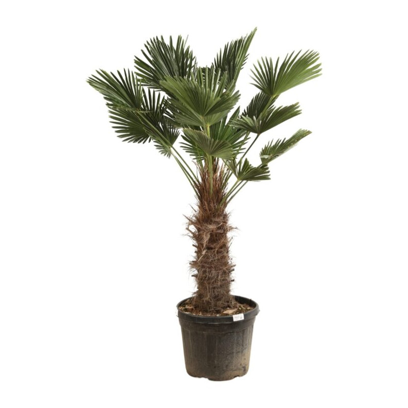 Palmier de Wagner - Trachycarpus wagnerianus 80cm Pot 55L