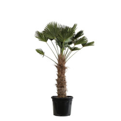 Palmier de Wagner - Trachycarpus wagnerianus 90cm Pot 55L