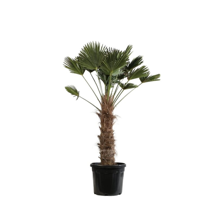 Palmier de Wagner - Trachycarpus wagnerianus 90cm Pot 55L