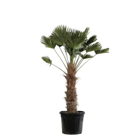 Palmier de Wagner - Trachycarpus wagnerianus 90cm Pot 55L
