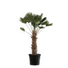 Palmier de Wagner - Trachycarpus wagnerianus 90cm Pot 55L