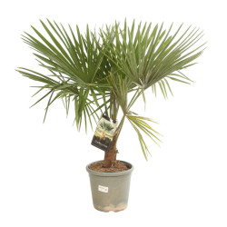 Palmier chanvre - Trachycarpus fortunei 140cm Pot 10L