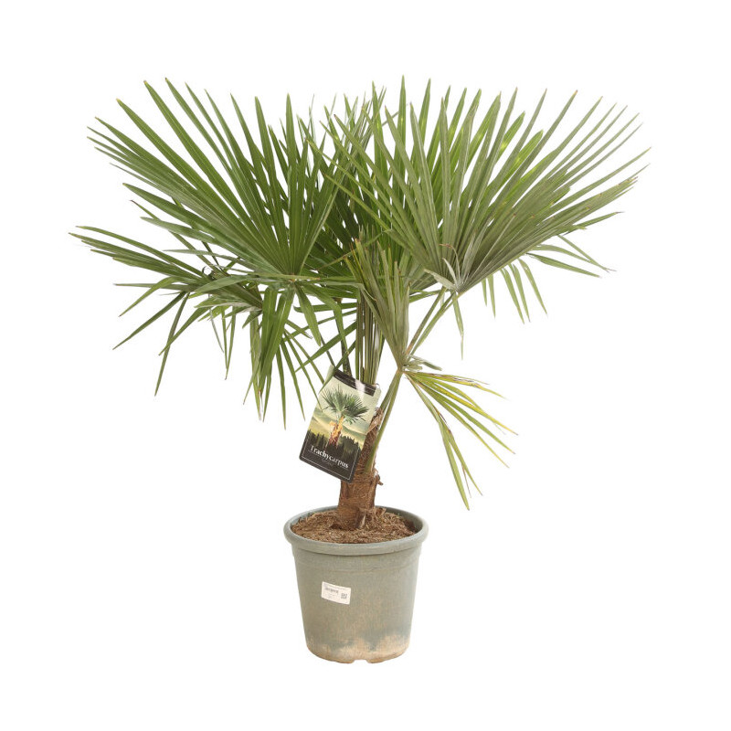Palmier chanvre - Trachycarpus fortunei 140cm Pot 10L