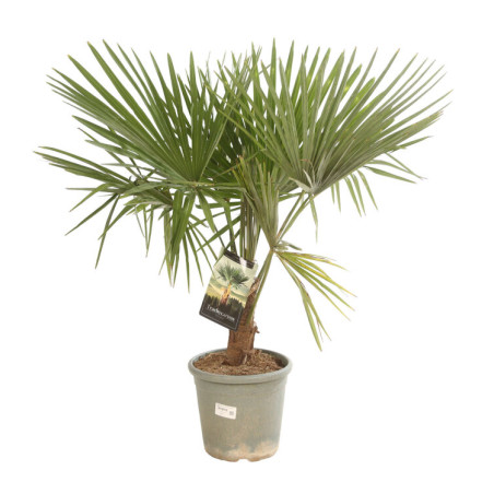 Palmier chanvre - Trachycarpus fortunei 140cm Pot 10L