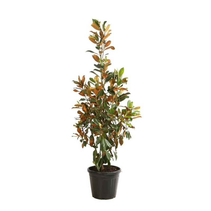 Magnolia à grandes fleurs Galissoniere - Magnolia grandiflora Galissoniere 150/170cm Pot 35L