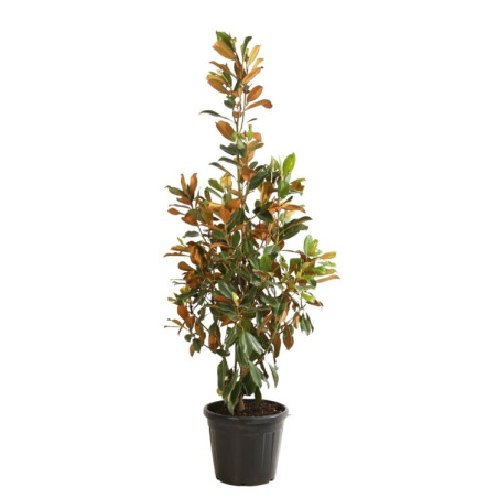 Magnolia à grandes fleurs Galissoniere - Magnolia grandiflora Galissoniere 150/170cm Pot 35L