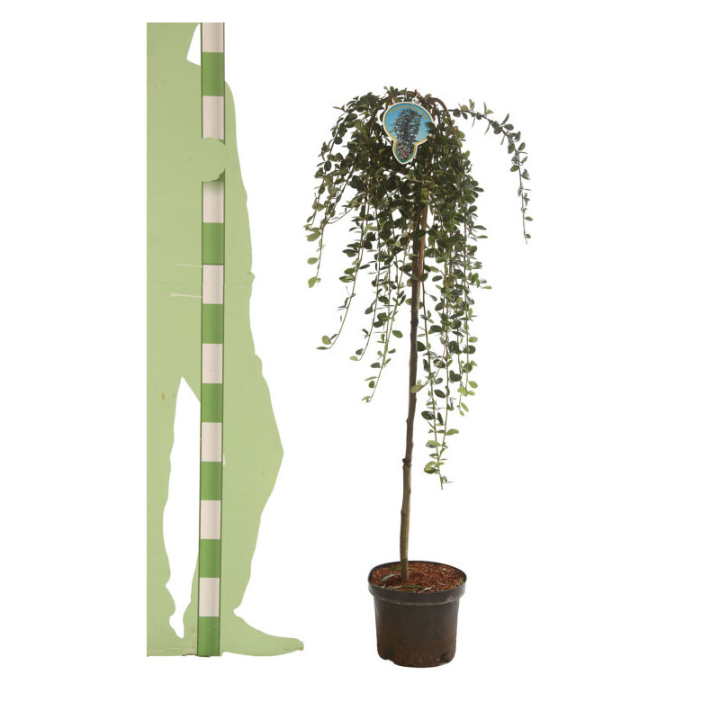Cotonéaster Major - Cotoneaster dammeri Major Demi-tige 150cm Pot 7,5L - Tige pleureuse