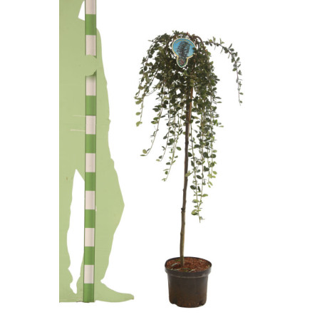 Cotonéaster Major - Cotoneaster dammeri Major Demi-tige 150cm Pot 7,5L - Tige pleureuse