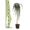 Cotonéaster Major - Cotoneaster dammeri Major Demi-tige 150cm Pot 7,5L - Tige pleureuse