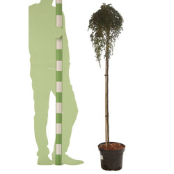 Cotonéaster Winter Jewel - Cotoneaster dammeri Winter Jewel Demi-tige 150cm Pot 7,5L - Tige pleureuse