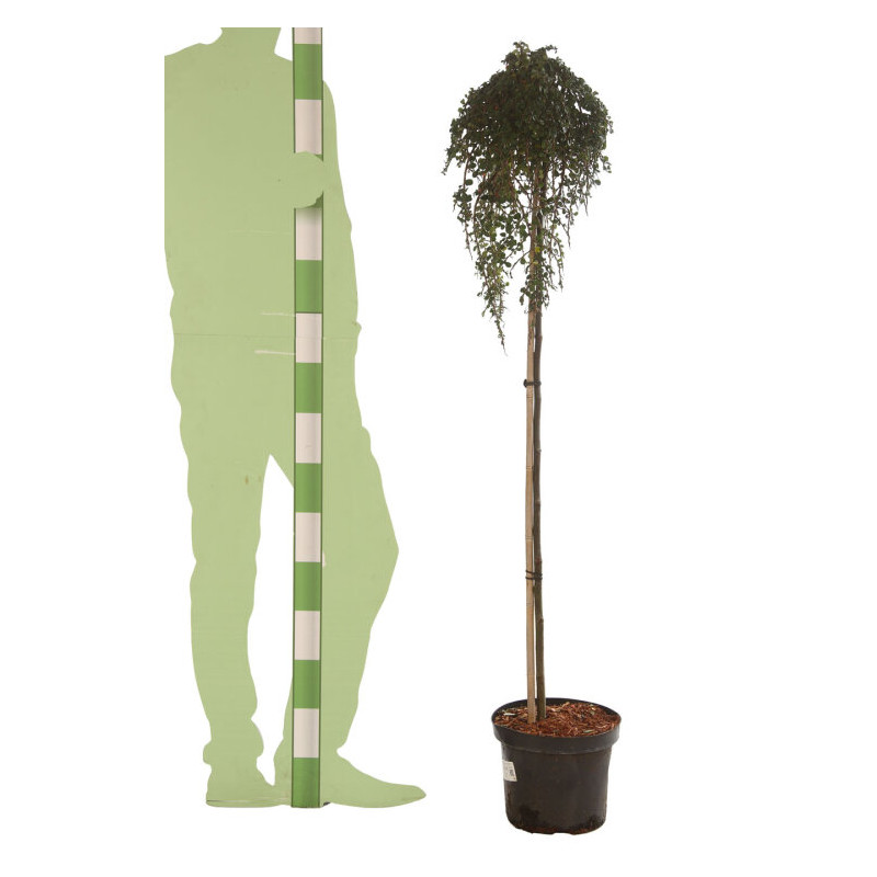 Cotonéaster Winter Jewel - Cotoneaster dammeri Winter Jewel Demi-tige 150cm Pot 7,5L - Tige pleureuse