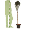 Cotonéaster Winter Jewel - Cotoneaster dammeri Winter Jewel Demi-tige 150cm Pot 7,5L - Tige pleureuse