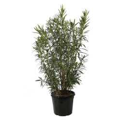 Laurier-rose Blanc - Nerium oleander 150/175cm Pot 50L