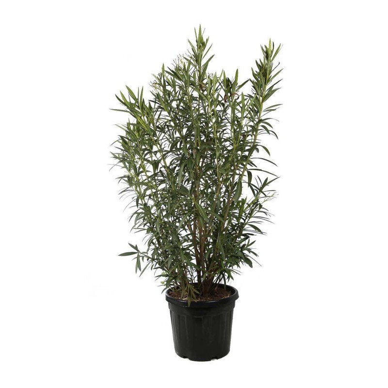 Laurier-rose Blanc - Nerium oleander 150/175cm Pot 50L