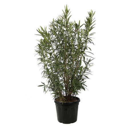 Laurier-rose Blanc - Nerium oleander 150/175cm Pot 50L