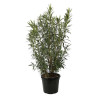 Laurier-rose Blanc - Nerium oleander 150/175cm Pot 50L